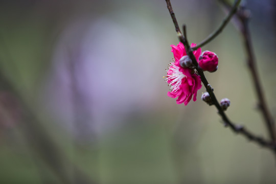 桃花