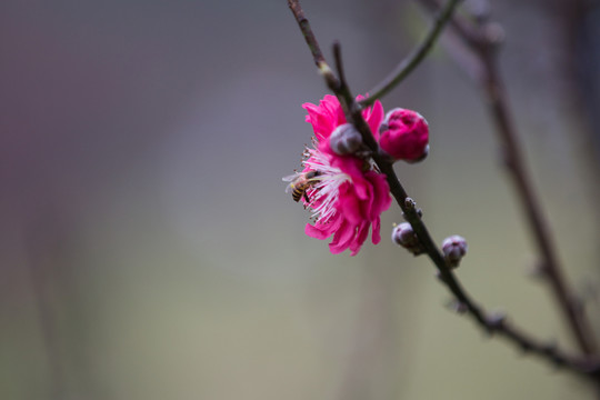 桃花