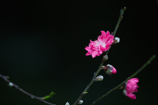 蓮花山桃花