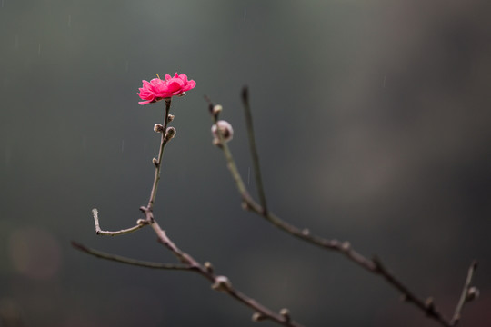 蓮花山桃花