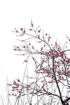 梅花