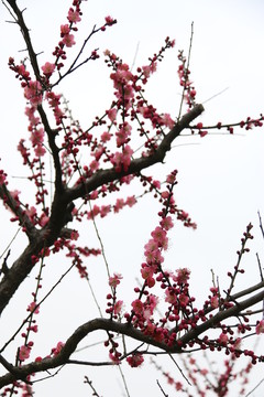 梅花