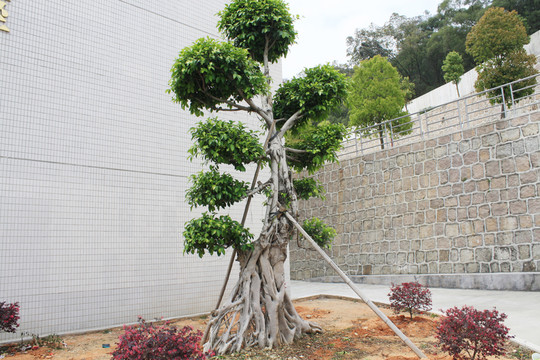 榕樹