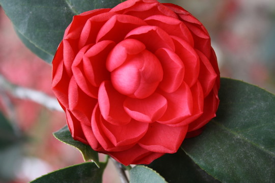 茶花