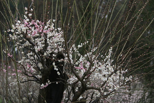 梅花