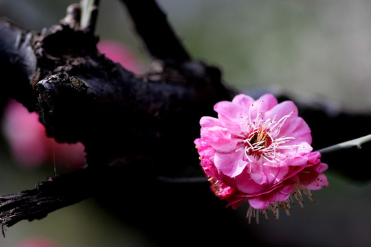梅花