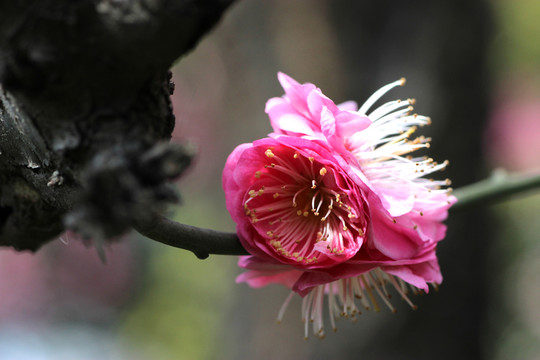 梅花