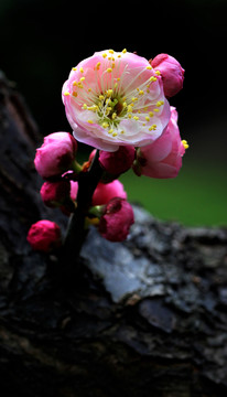 梅花