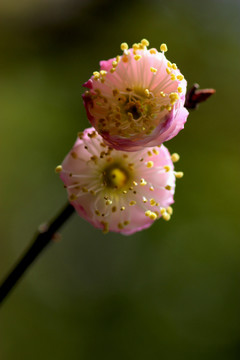 梅花