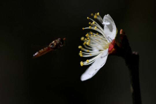 梅花