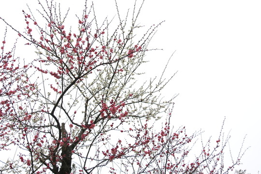 梅花