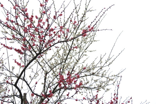 梅花