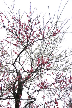 梅花