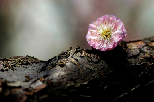梅花
