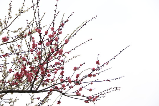 梅花