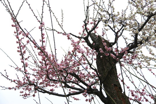 梅花