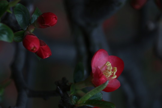 海棠花