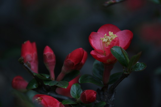 海棠花
