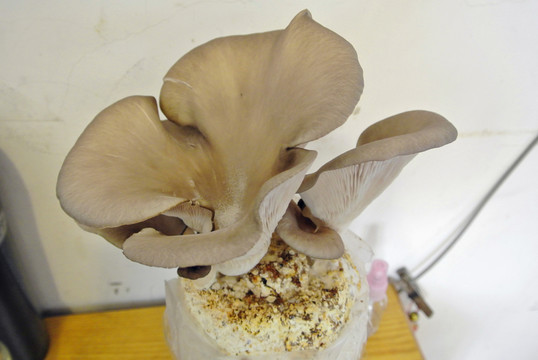 平菇