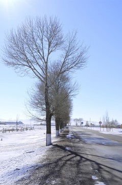冬雪樹(shù)干