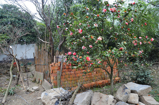 農(nóng)家小院里的茶花