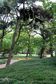 青島八大關(guān)公園