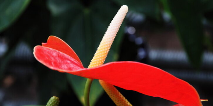 紅掌花