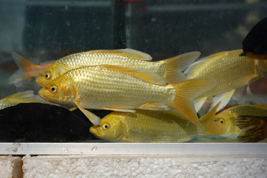 金色招財魚