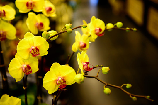 臺(tái)灣蝴蝶蘭