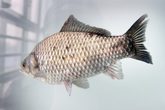 一條鯽魚(yú)
