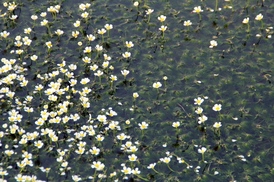 水草