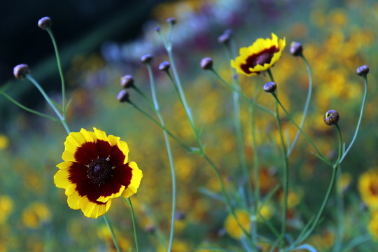 掃帚花