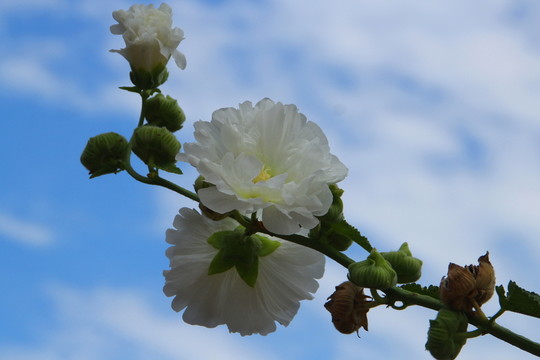 秫秸花