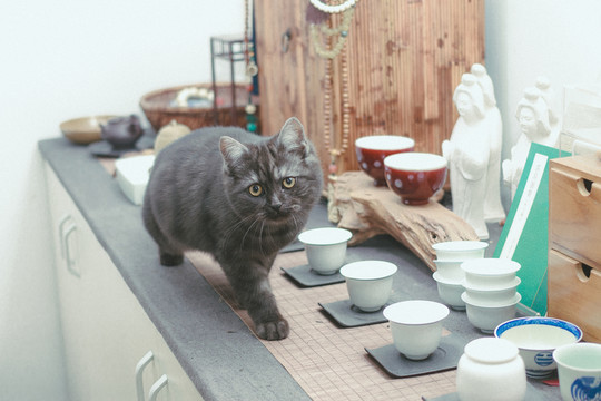 貓在桌子上