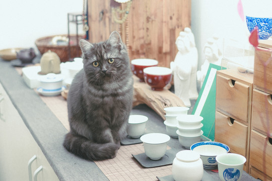 貓在桌子上