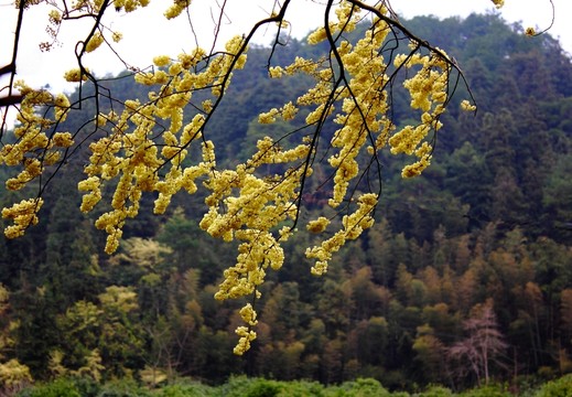 鮮花