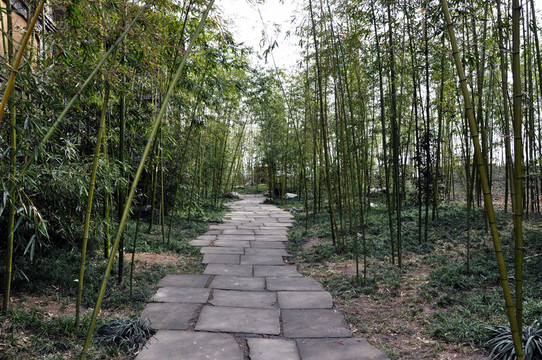 竹林