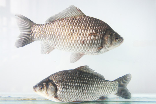 活鯽魚