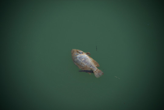漂浮在水面的死魚