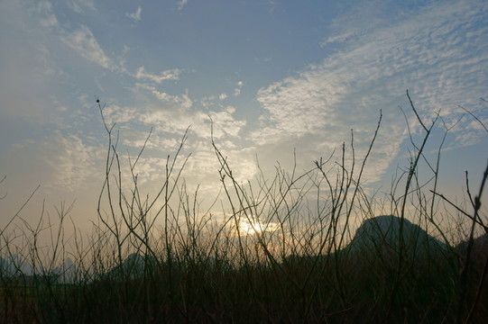 樹枝
