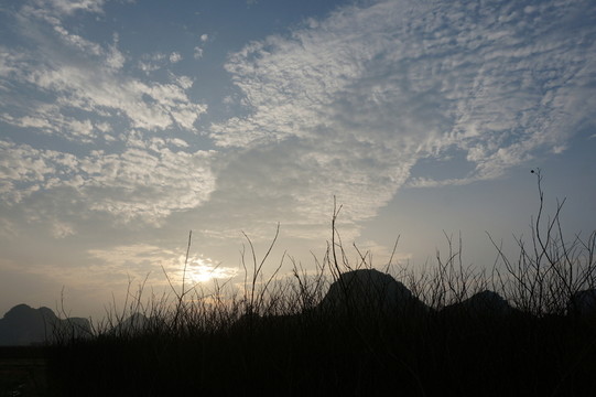 樹枝