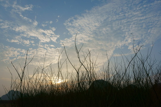 樹枝