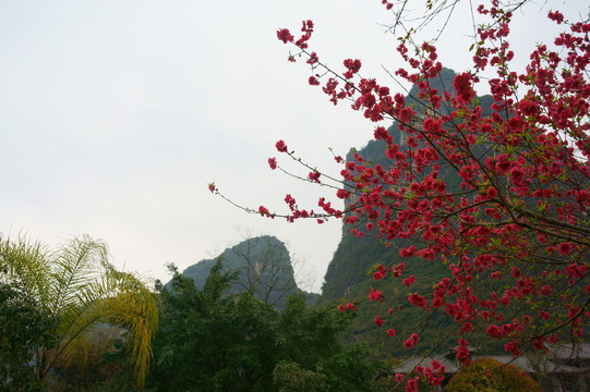 桃花