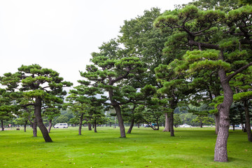園林綠化 松樹(shù)草坪