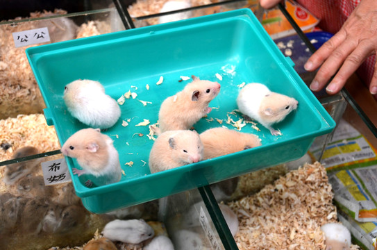 寵物店