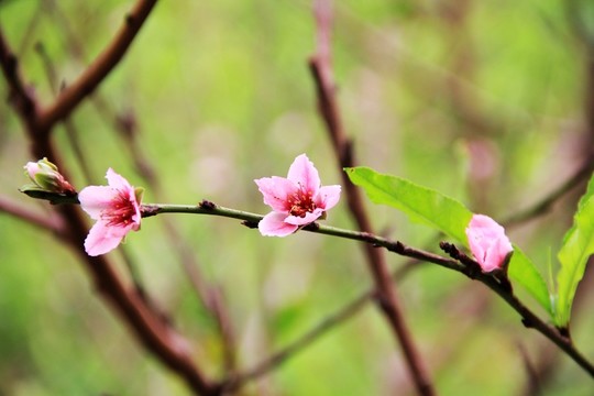 粉色桃花