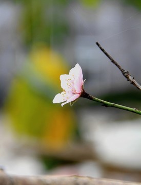 一株桃花