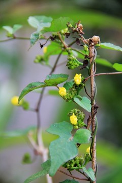 藤蔓植物