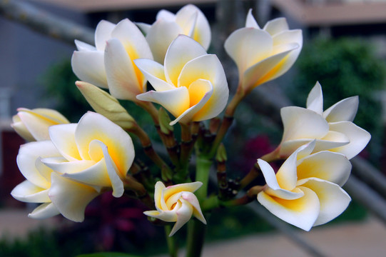 雞蛋花