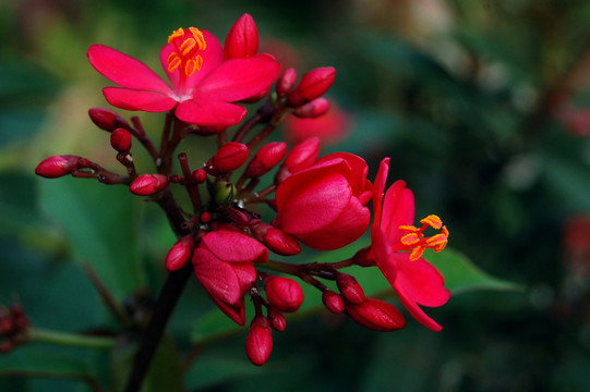 雞蛋花